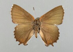 Male